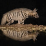Striped Hyena is the most common Hyena seen at Lentorre (image by Inger Vandyke)