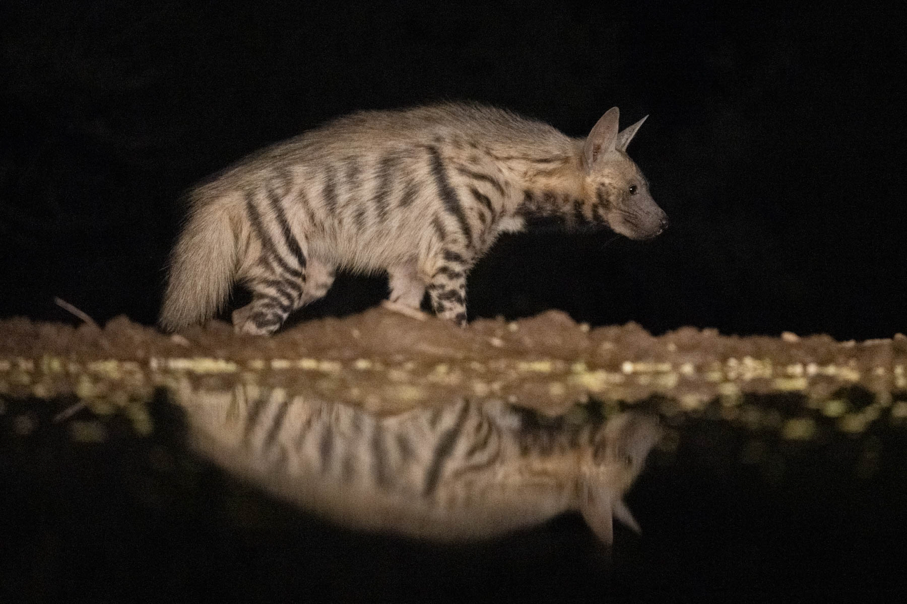 Striped Hyena is the most common Hyena seen at Lentorre (image by Inger Vandyke)