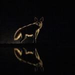 Wild encounters with Striped Hyena at Lentorre (image by Inger Vandyke)