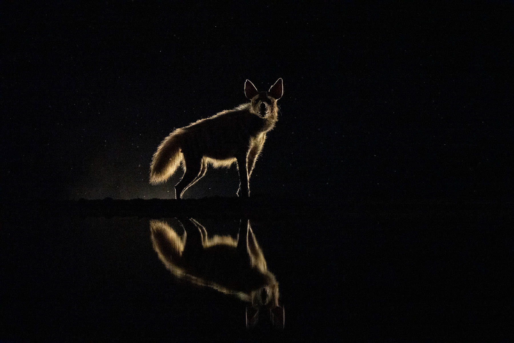 Wild encounters with Striped Hyena at Lentorre (image by Inger Vandyke)