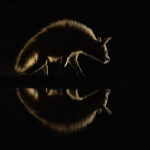 Striped Hyena silhouette (image by Inger Vandyke)