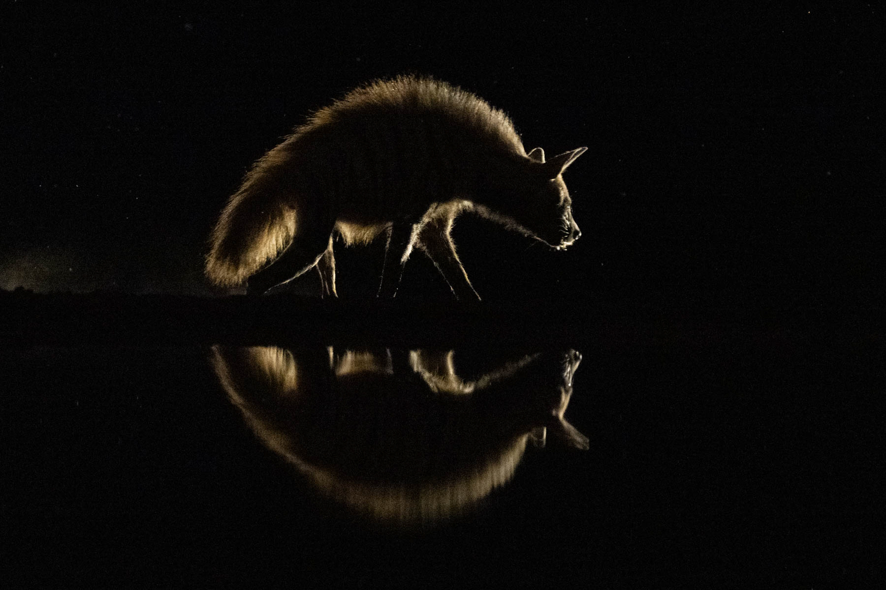 Striped Hyena silhouette (image by Inger Vandyke)