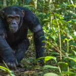 An Eastern Chimpanzee from the Kanyantare family strolls past our group, maintaining eye contact with each of us. Chimpanzees maintain complex social relationships, remembering who is friend, rival, ally. And, occasionally, who is a nuisance (image by Virginia Wilde)