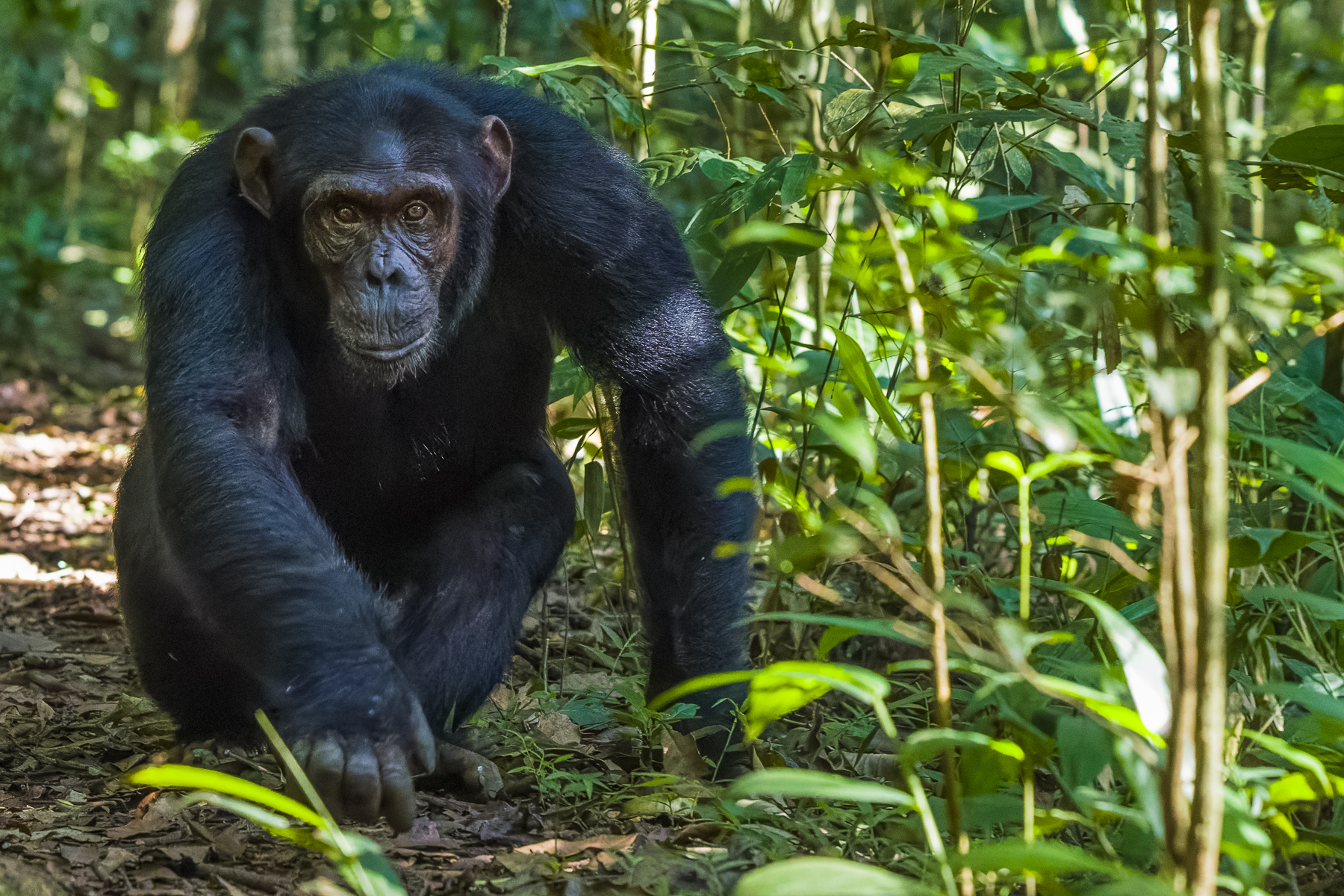 An Eastern Chimpanzee from the Kanyantare family strolls past our group, maintaining eye contact with each of us. Chimpanzees maintain complex social relationships, remembering who is friend, rival, ally. And, occasionally, who is a nuisance (image by Virginia Wilde)