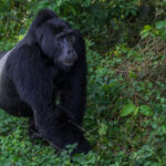 A Silverback Mountain Gorilla emerges from the bushes in Uganda's Bwindi Impenetrable Forest. At full size, male Mountain Gorillas can weigh up to 180kg - an extraordinary amount of muscle to encounter in the rainforest (image by Virginia Wilde)