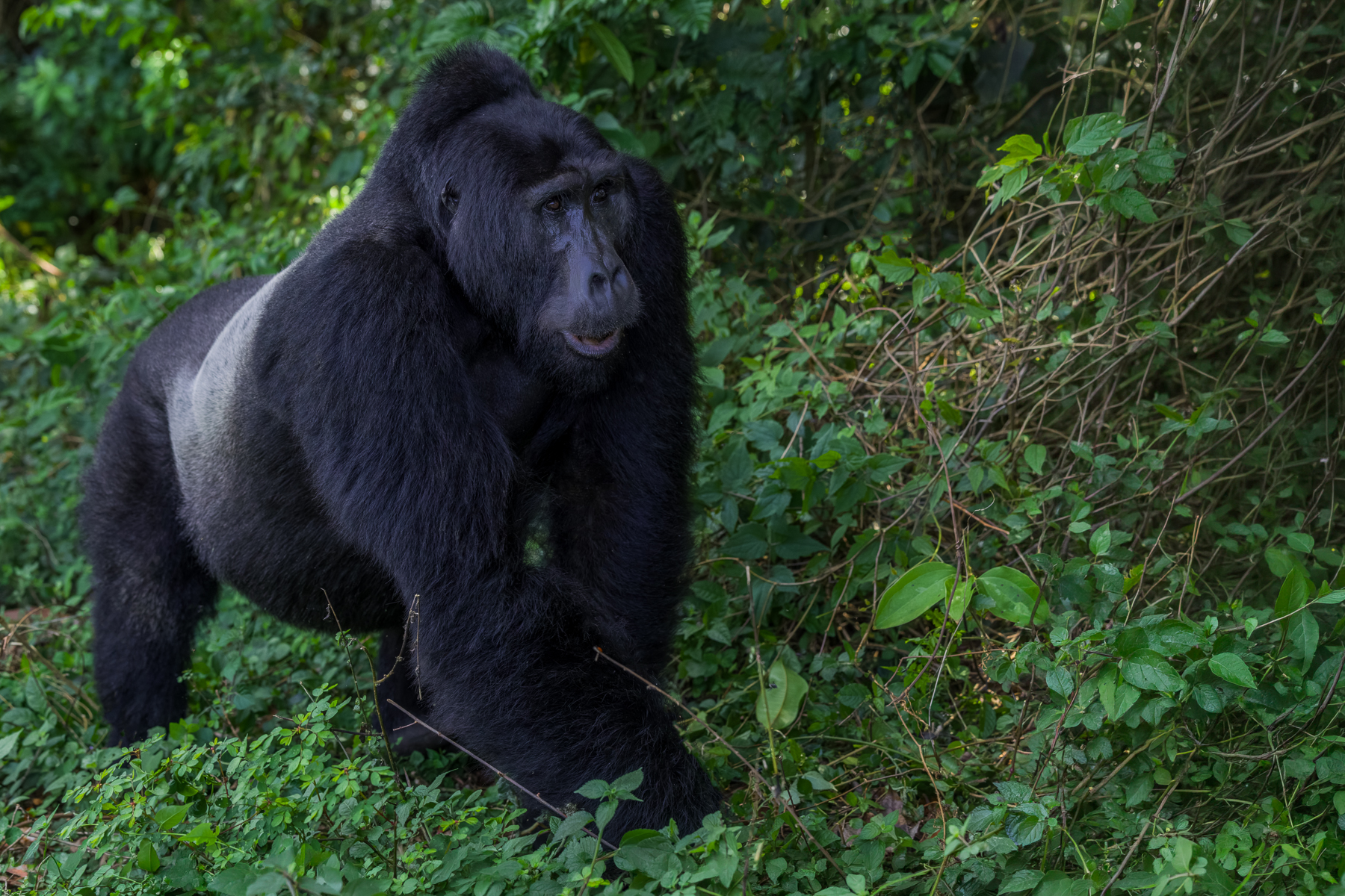 A Silverback Mountain Gorilla emerges from the bushes in Uganda's Bwindi Impenetrable Forest. At full size, male Mountain Gorillas can weigh up to 180kg - an extraordinary amount of muscle to encounter in the rainforest (image by Virginia Wilde)