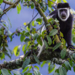 That expression suggests someone has just interrupted a very important lunch! Black-and-White Colobus are built for life in the treetops - with a spectacular white mantle that helps it balance as it moves through the canopy (image by Virginia Wilde)