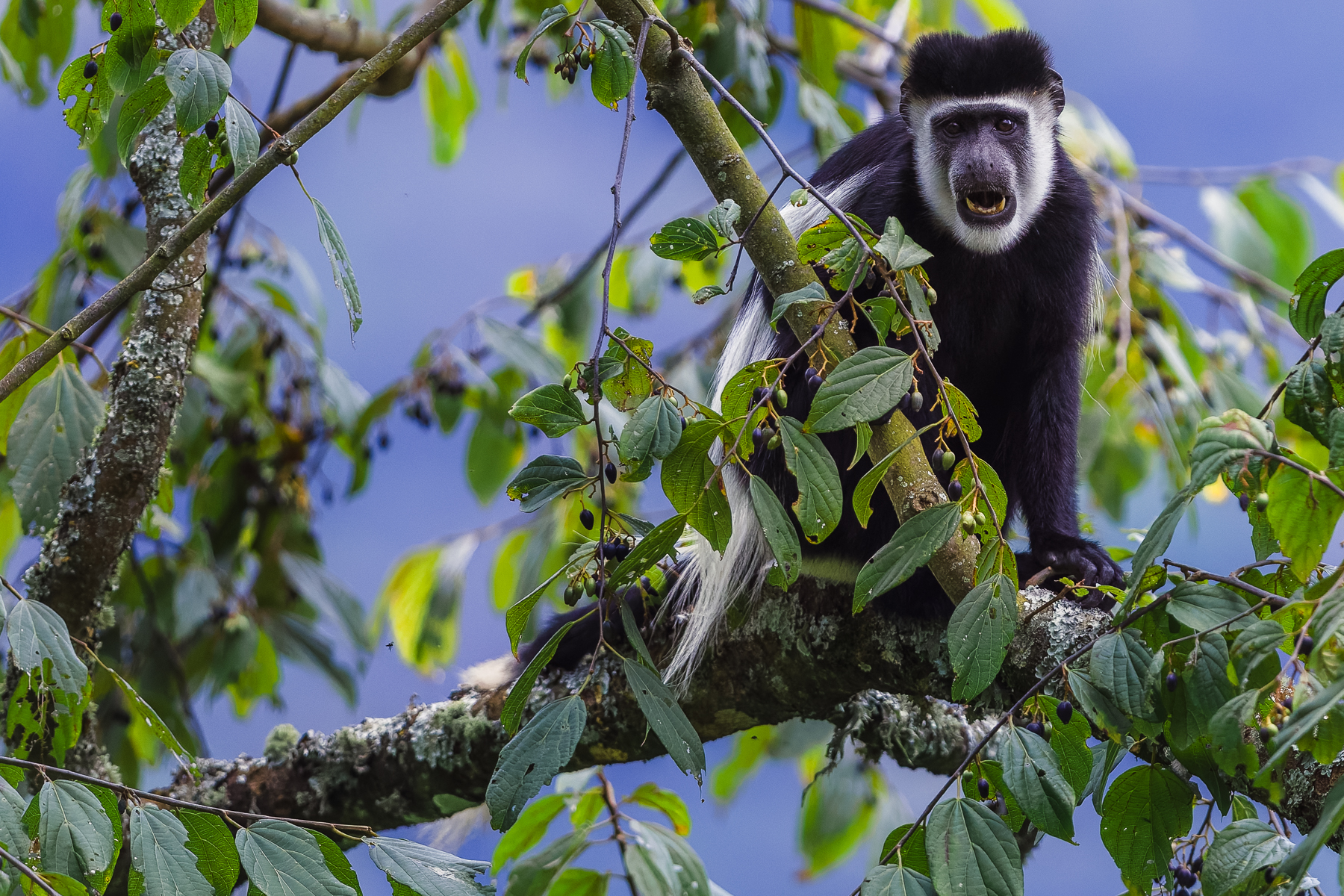 That expression suggests someone has just interrupted a very important lunch! Black-and-White Colobus are built for life in the treetops - with a spectacular white mantle that helps it balance as it moves through the canopy (image by Virginia Wilde)