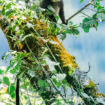 A transfixed-looking Blue Monkey, high in trees in Uganda's Bwindi Impenetrable Forest. Blue Monkeys have an elaborate alarm calling system, with different vocalisations for different types of predator (image by Virginia Wilde)