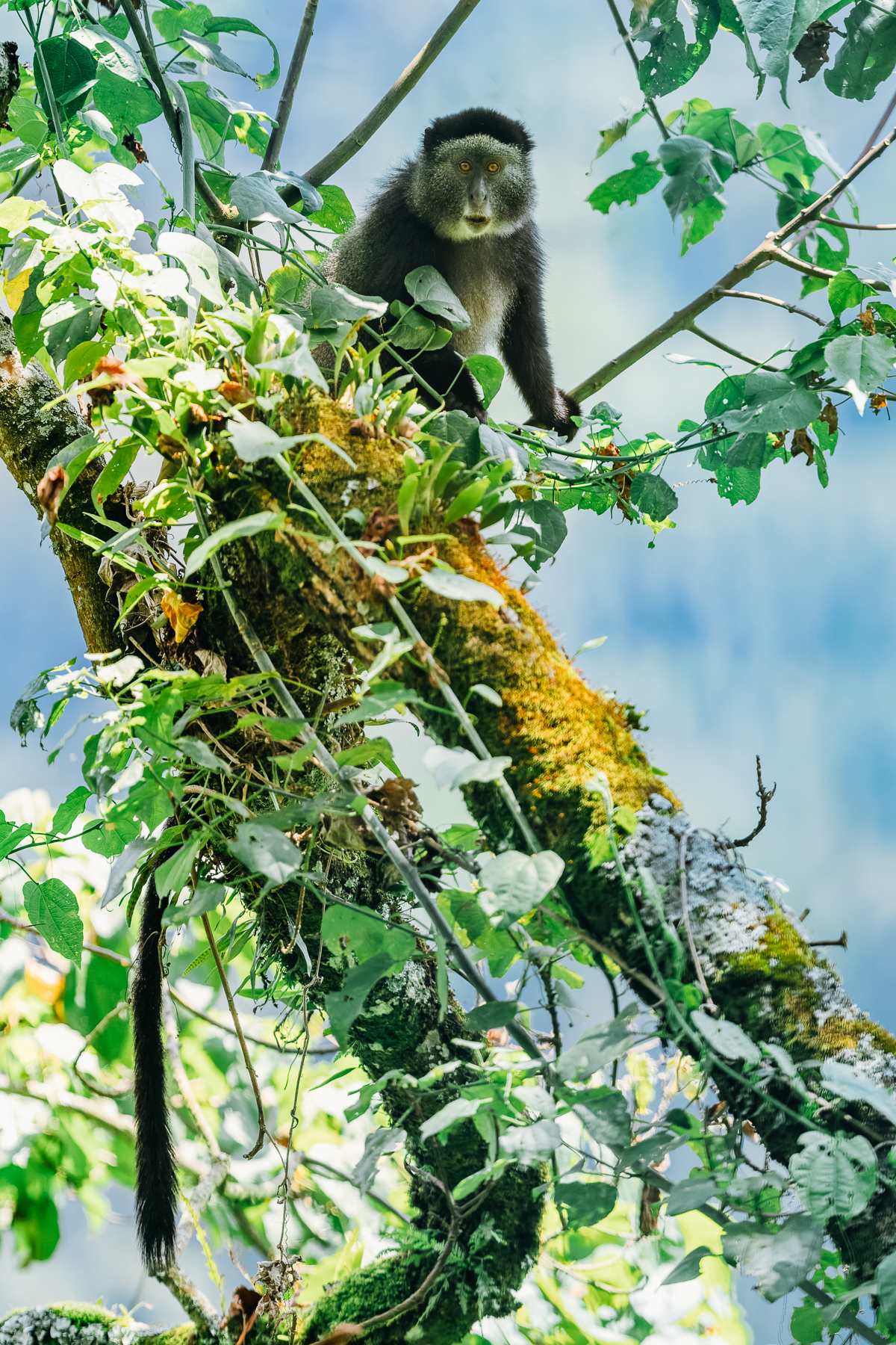 A transfixed-looking Blue Monkey, high in trees in Uganda's Bwindi Impenetrable Forest. Blue Monkeys have an elaborate alarm calling system, with different vocalisations for different types of predator (image by Virginia Wilde)