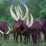 The incredible sweeping horns of Uganda's domestic Ankole Longhorn cattle, which can approach 1.8 metres in length. The horns aren't just ornamental: blood circulates through them, helping the cows dissipate heat in the summer (image by Virginia Wilde)