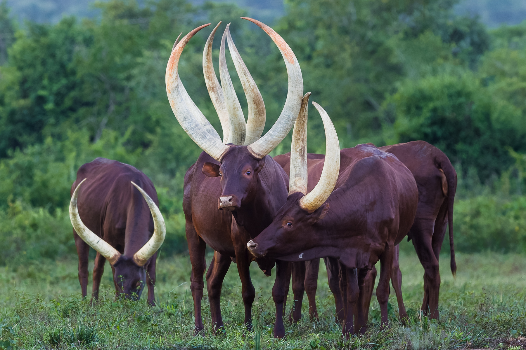 The incredible sweeping horns of Uganda's domestic Ankole Longhorn cattle, which can approach 1.8 metres in length. The horns aren't just ornamental: blood circulates through them, helping the cows dissipate heat in the summer (image by Virginia Wilde)
