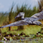 Getting airborne, when you are a Shoebill, is no mean feat. Yet its 2.4 metre wingspan is perfectly suited to low flight across the papyrus swamps and wetlands of East Africa (image by Virginia Wilde)