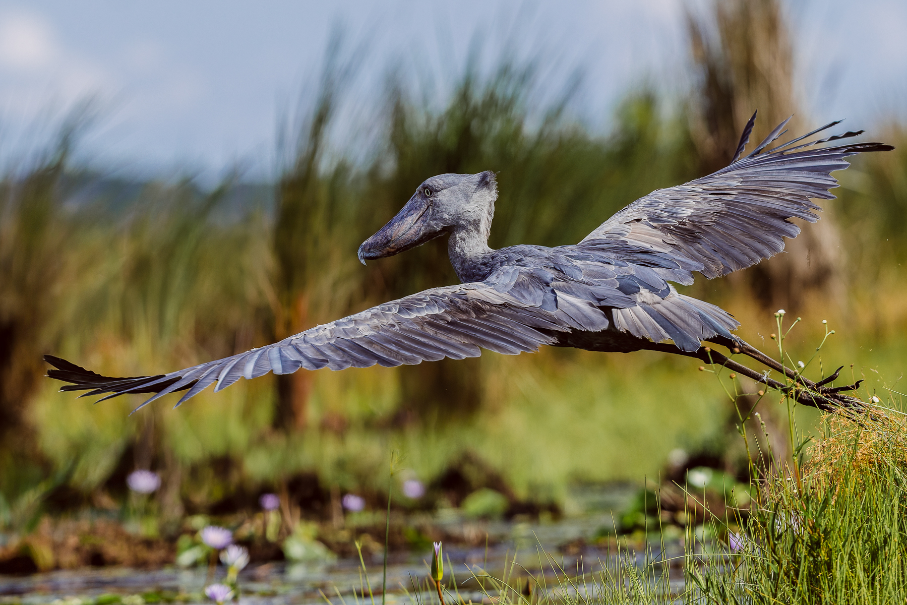 Getting airborne, when you are a Shoebill, is no mean feat. Yet its 2.4 metre wingspan is perfectly suited to low flight across the papyrus swamps and wetlands of East Africa (image by Virginia Wilde)