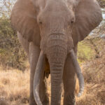 Amboseli's current super-tusker TeeJay. He has taken over the largest super-tusker place after the death of Craig (image by Inger Vandyke)