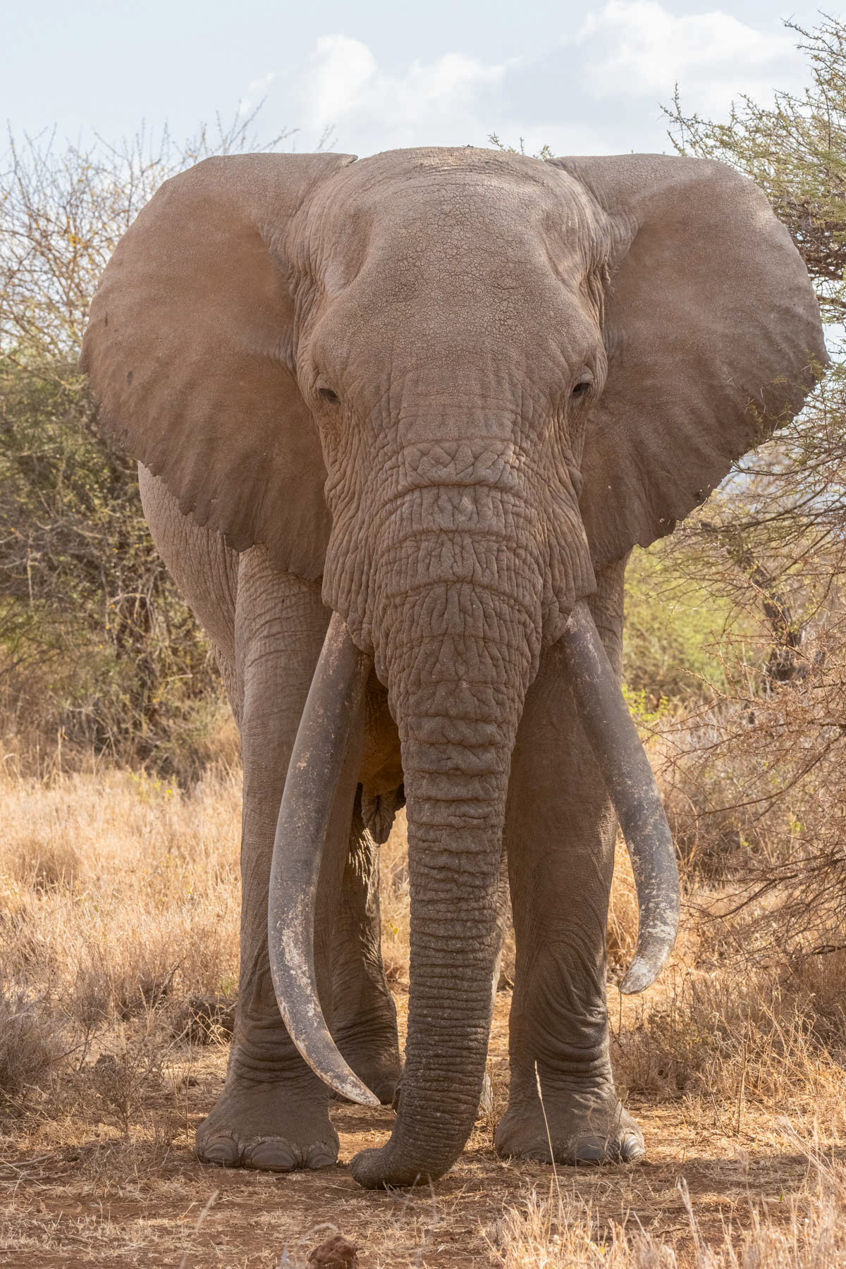 Amboseli's current super-tusker TeeJay. He has taken over the largest super-tusker place after the death of Craig (image by Inger Vandyke)
