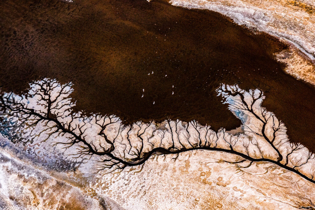 The Terning Circle. A circle of Gull-billed Terns flies over one of Magadi's incredible lake formations (image by Inger Vandyke)