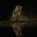 And out of the dust of night, rose a Striped Hyena (image by Inger Vandyke)