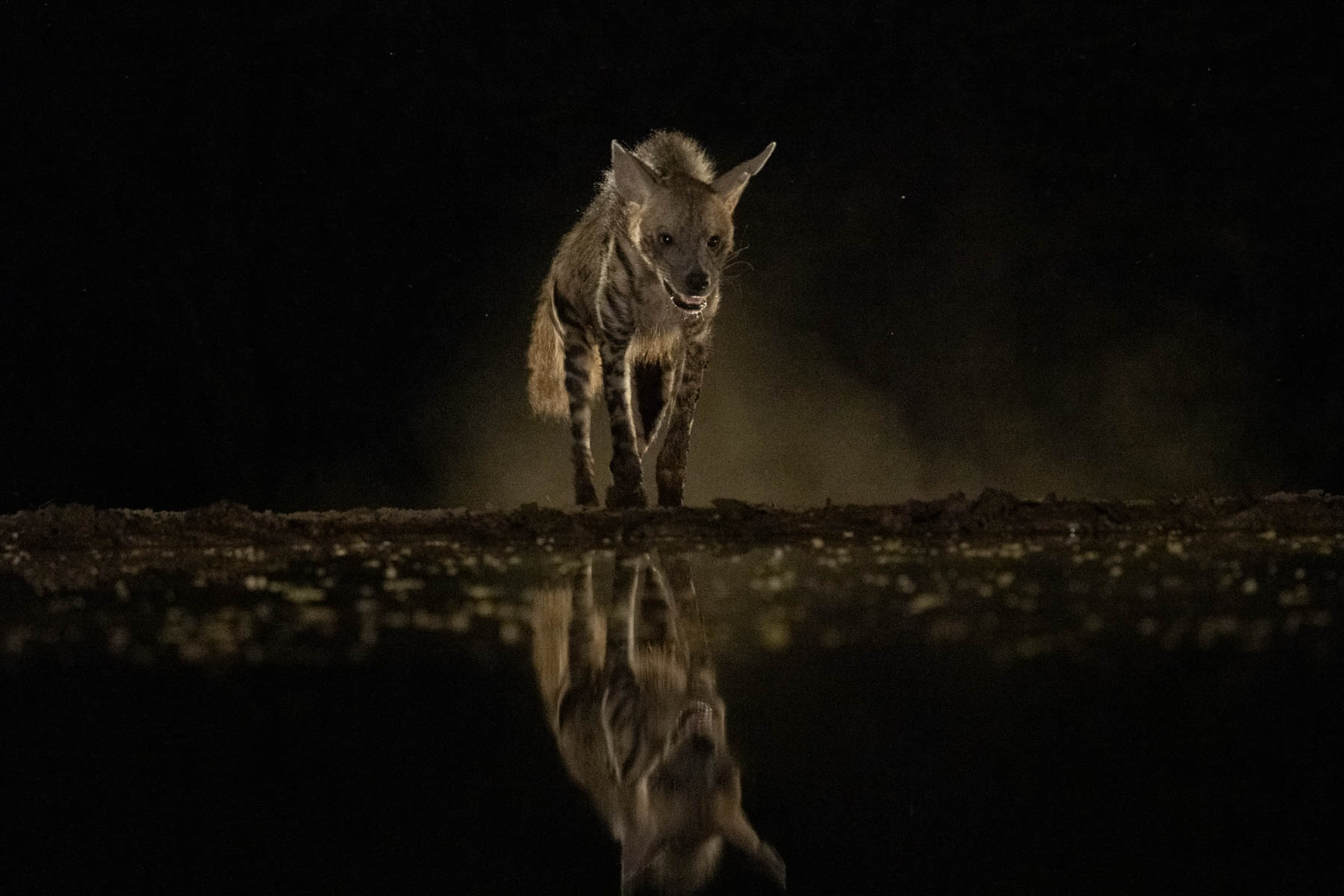 And out of the dust of night, rose a Striped Hyena (image by Inger Vandyke)