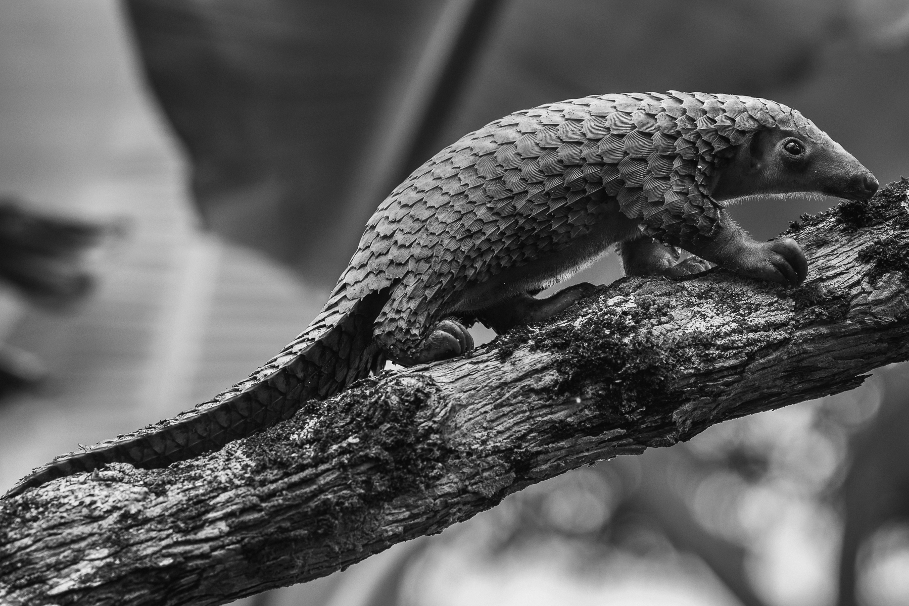 There's no doubt that this Tree Pangolin Pango-pup was one of the cutest animals this year's Uganda tour group had ever seen. Set to be released into the wild a few weeks after we'd seen it, this two-week old pup was born at Uganda's Pangolin Rescue Centre after its mum was found vulnerable to trafficking (image by Virginia Wilde)
