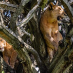 A small pride of Lions rest in a Candelabra euphorbia tree, giving them respite from ground-dwelling flies and the heat. Lions in Uganda's Queen Elizabeth National Park frequently haul themselves up into these giant, cactus-like trees (image by Virginia Wilde)