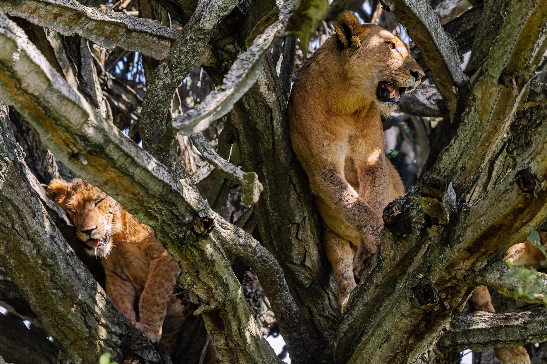 A small pride of Lions rest in a Candelabra euphorbia tree, giving them respite from ground-dwelling flies and the heat. Lions in Uganda's Queen Elizabeth National Park frequently haul themselves up into these giant, cactus-like trees (image by Virginia Wilde)
