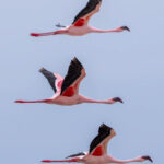 A trio of Lesser Flamingoes in flight over Lake Magadi (image by Inger Vandyke)