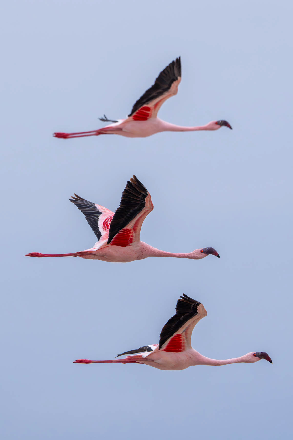 A trio of Lesser Flamingoes in flight over Lake Magadi (image by Inger Vandyke)
