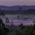 Twilight colours turn the misty fields purple, just after sunrise on hills near Uganda's Kibale National Park (image by Virginia Wilde)