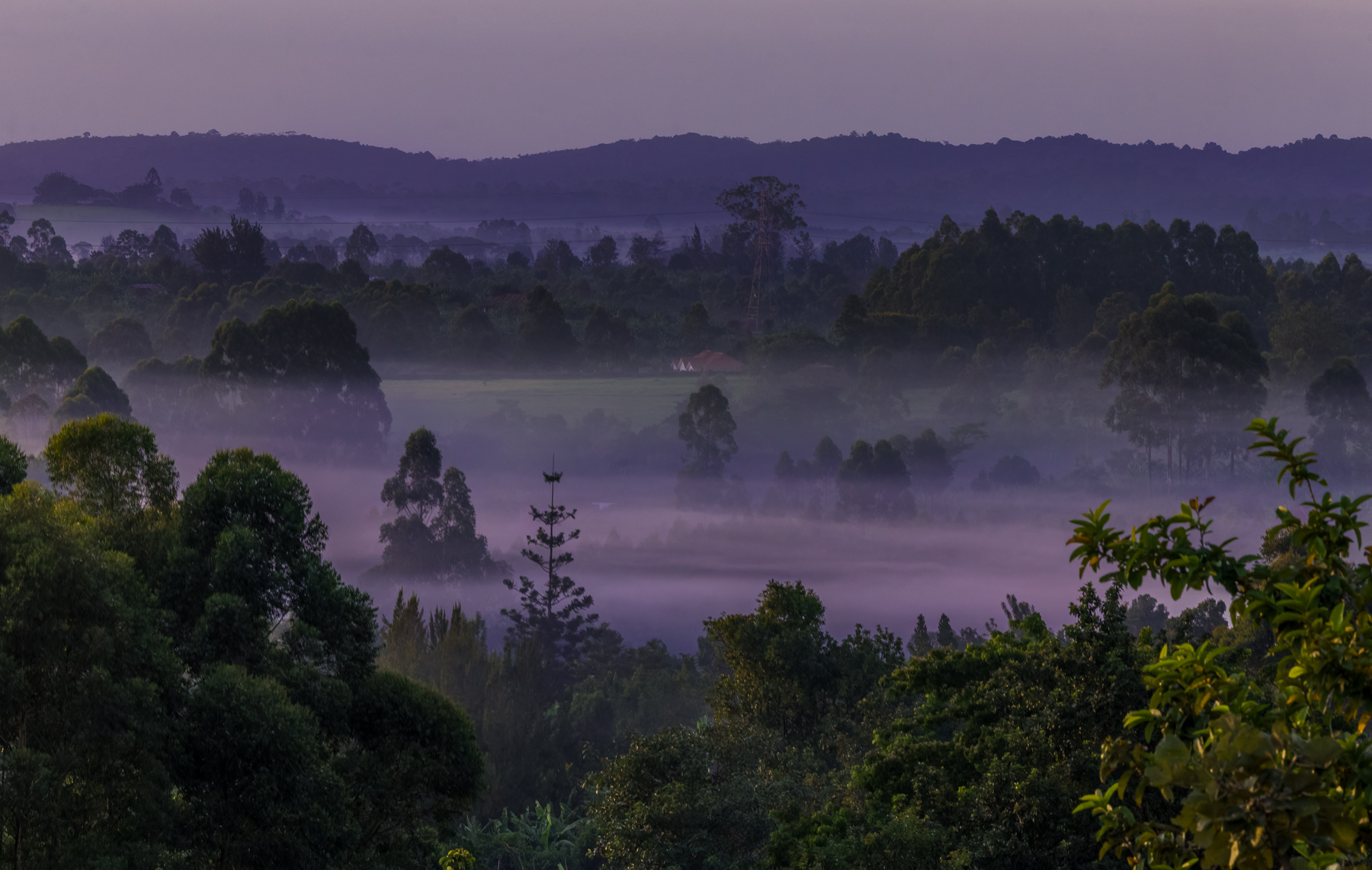 Twilight colours turn the misty fields purple, just after sunrise on hills near Uganda's Kibale National Park (image by Virginia Wilde)