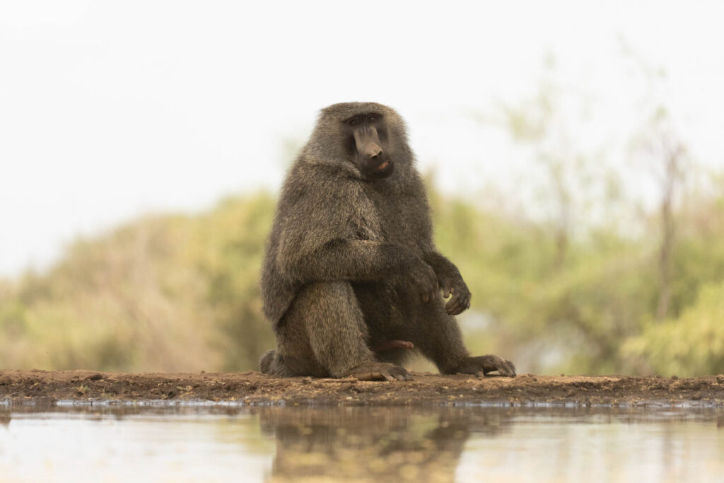 One of the alpha males of Lentorre's Olive Baboon families has an unusually twisted snout, probably the result of a fight when he was younger. It kind of adds to his charisma so I jokingly called him "Twistie" (image by Inger Vandyke)