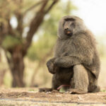 Twistie looking annoyed by a visiting wasp (image by Inger Vandyke)