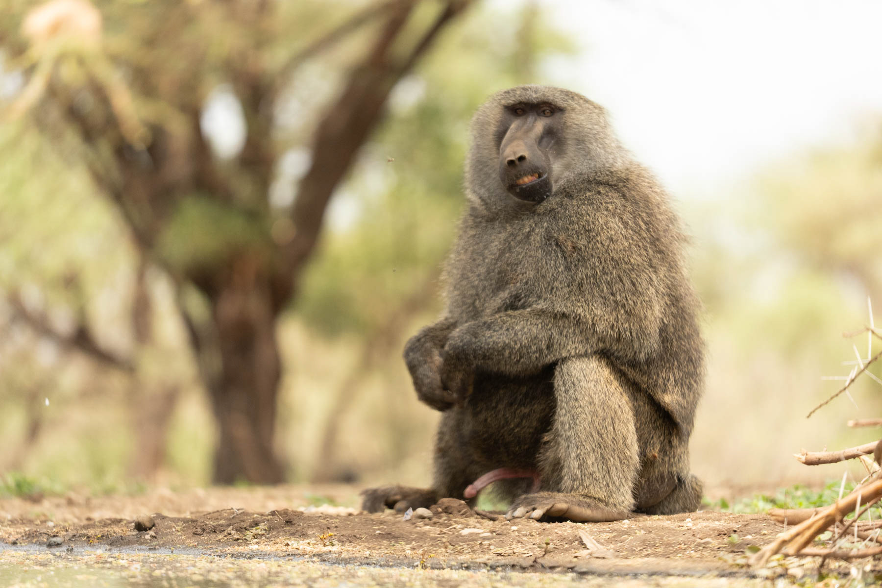 Twistie looking annoyed by a visiting wasp (image by Inger Vandyke)