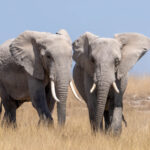 Twosome (image by Inger Vandyke)