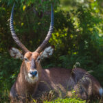 The magnificent lyre-shaped horns of a male Uganda Kob: one of Uganda's most characteristic savanna mammals and featuring on the nation's coat of arms (image by Virginia Wilde)