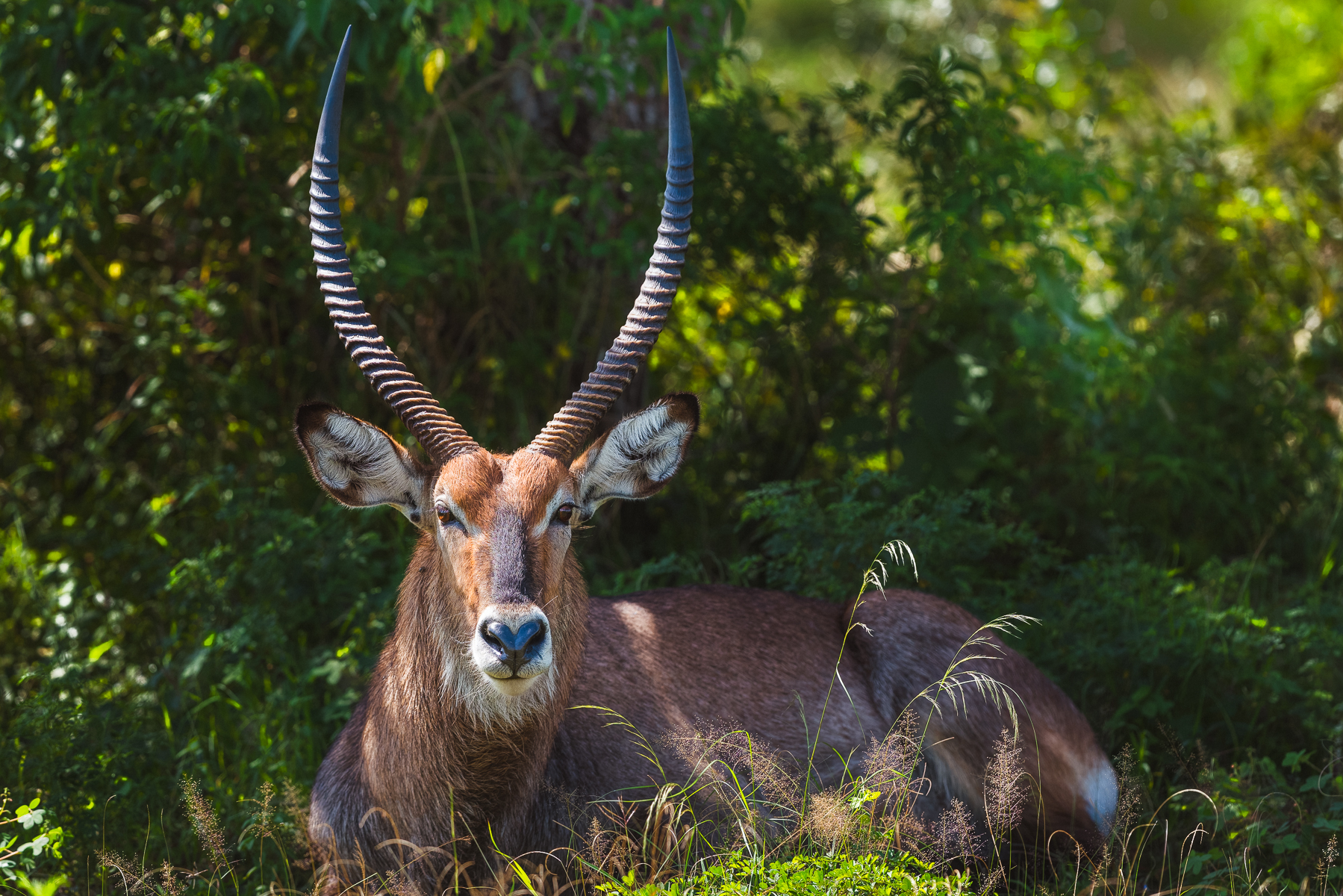 The magnificent lyre-shaped horns of a male Uganda Kob: one of Uganda's most characteristic savanna mammals and featuring on the nation's coat of arms (image by Virginia Wilde)