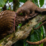 A Tree Pango-pup showing the tongue that will enable it to reach deep into ant and termite nests. Pangolins tongues can be 16 inches (40cm) long when fully extended! (image by Virginia Wilde)