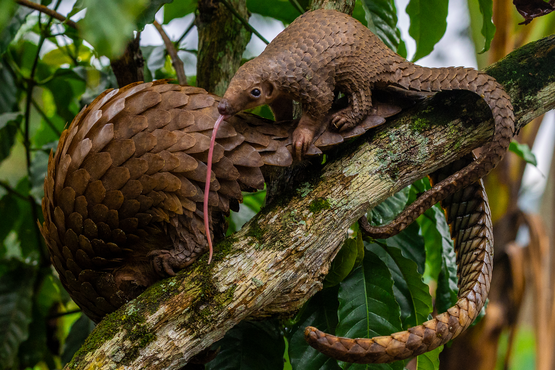A Tree Pango-pup showing the tongue that will enable it to reach deep into ant and termite nests. Pangolins tongues can be 16 inches (40cm) long when fully extended! (image by Virginia Wilde)