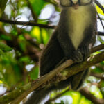 Red-tailed Monkeys must be among the sweetest-faced of all primates, with the heart-shaped patch of white fur under their nose and sweeping white cheek fur (image by Virginia Wilde)