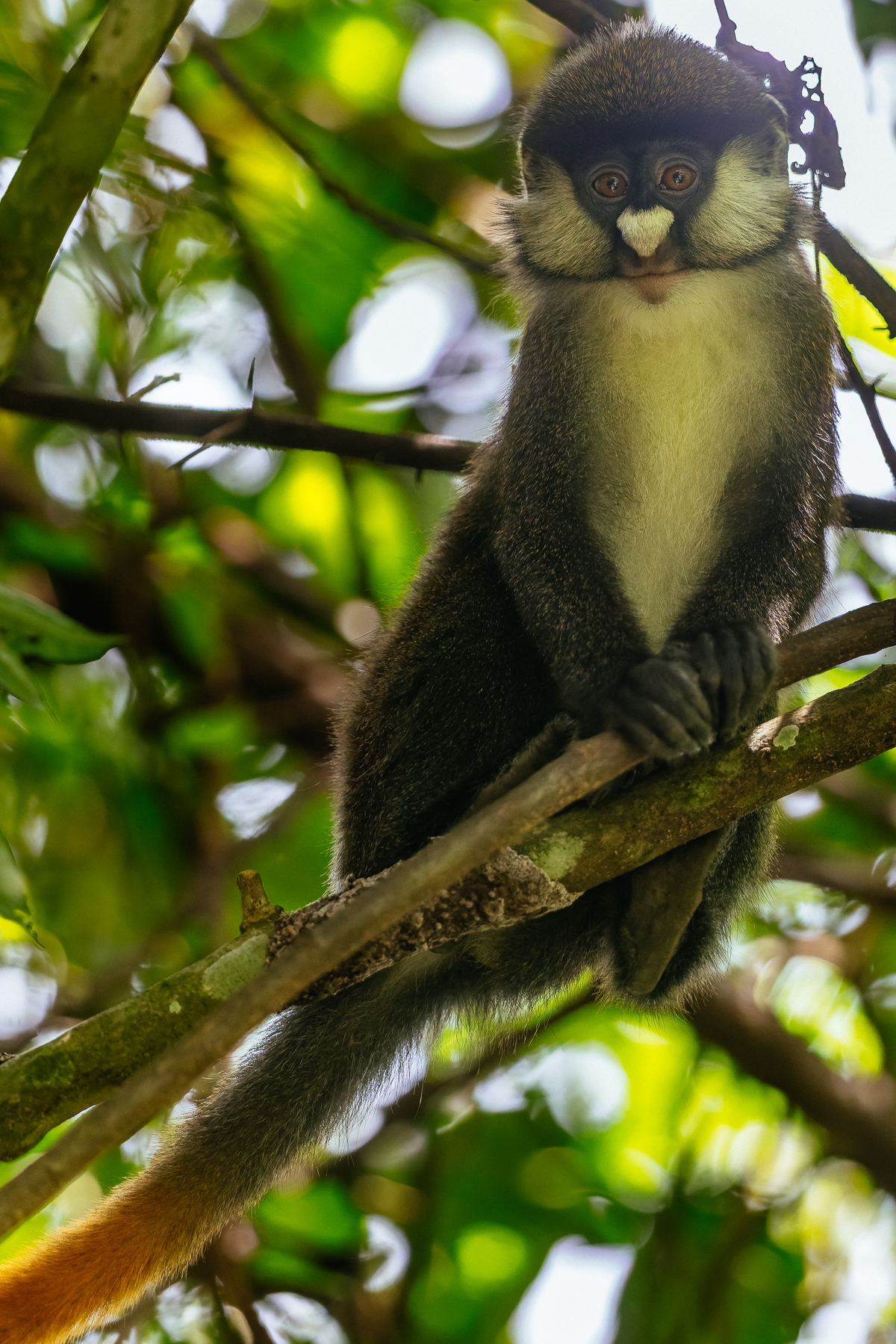 Red-tailed Monkeys must be among the sweetest-faced of all primates, with the heart-shaped patch of white fur under their nose and sweeping white cheek fur (image by Virginia Wilde)