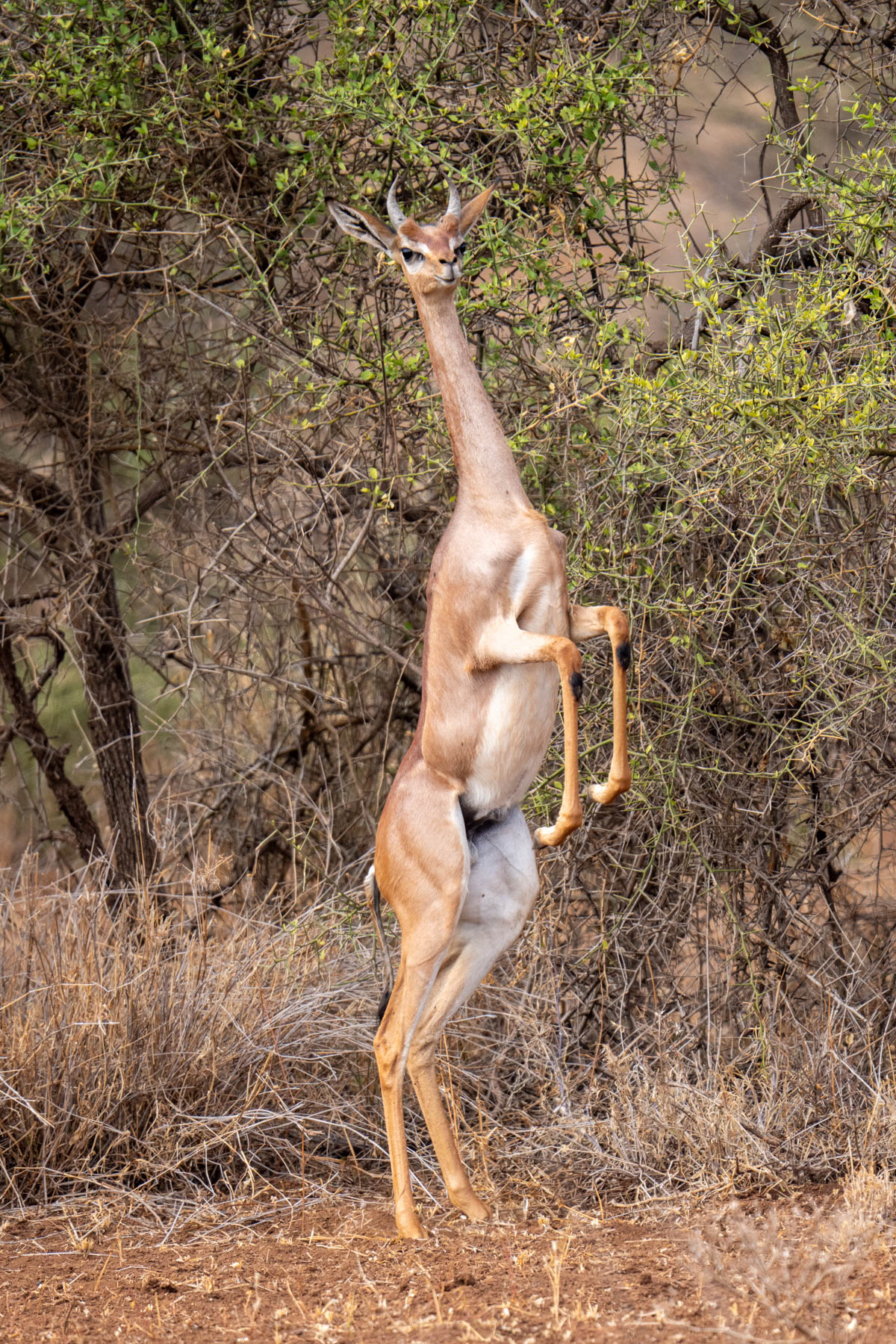 Gerenuks are relatively common in the eastern half of Amboseli. It is great to watch them grazing on their hind legs but if you are lucky you might see them talking a few steps like a biped (image by Inger Vandyke)