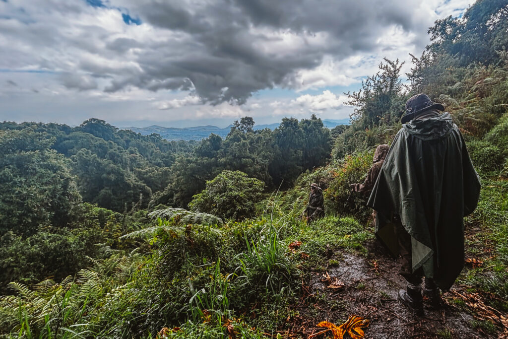 Our first Gorilla trek was our toughest hike day, but all very manageable. And the views - not to mention the Gorillas - were outstanding (image by Virginia Wilde)