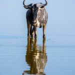 Why not take a swim and a drink at the same time? (image by Inger Vandyke)