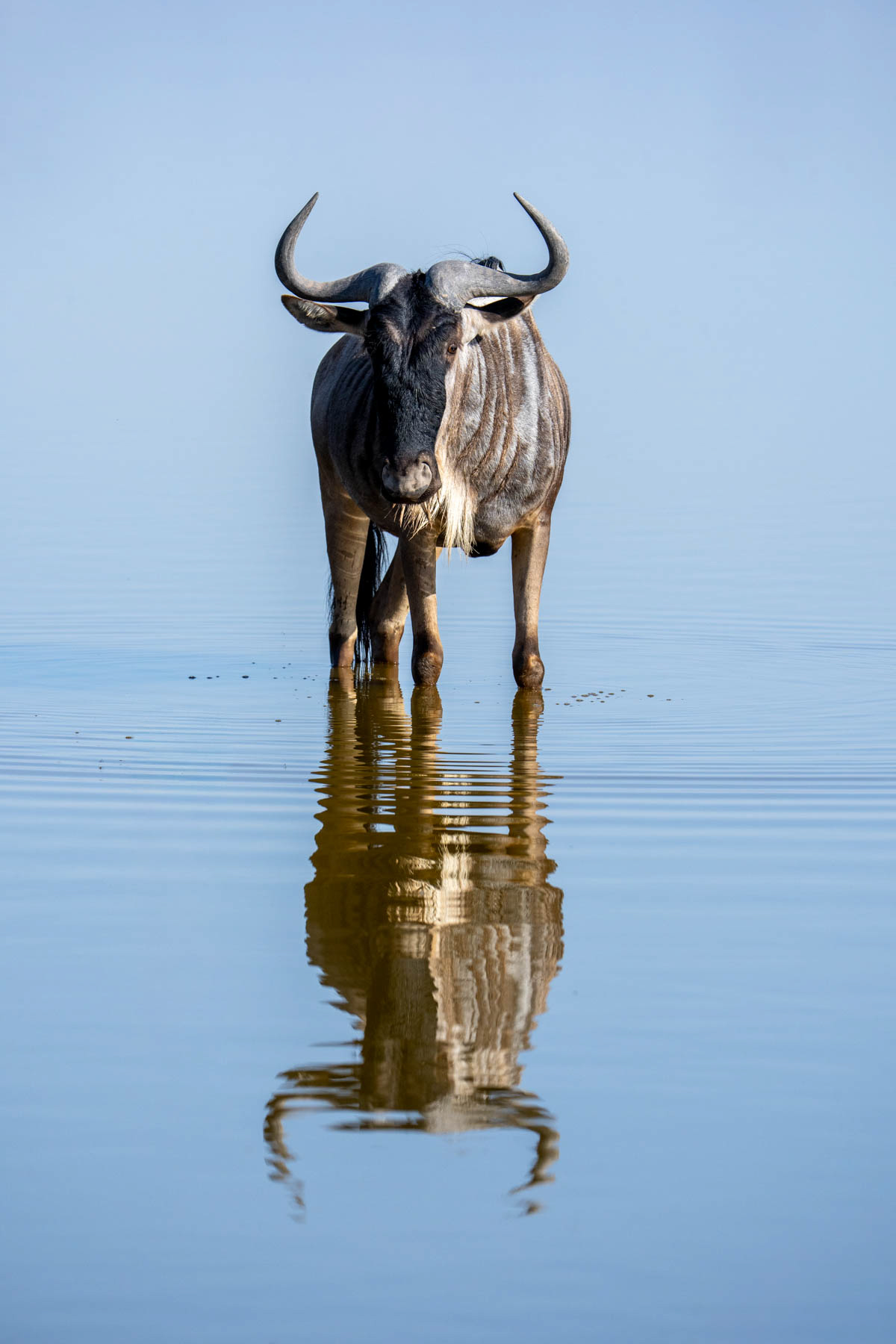 Why not take a swim and a drink at the same time? (image by Inger Vandyke)