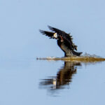White-faced Whistling Duck landing (image by Inger Vandyke)