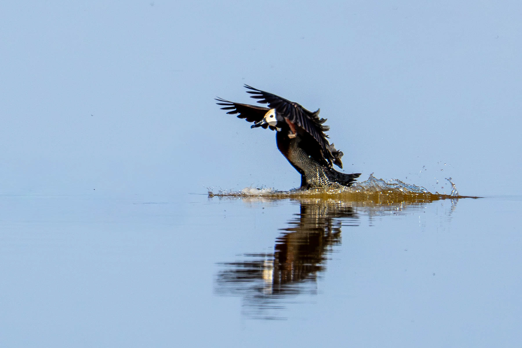 White-faced Whistling Duck landing (image by Inger Vandyke)