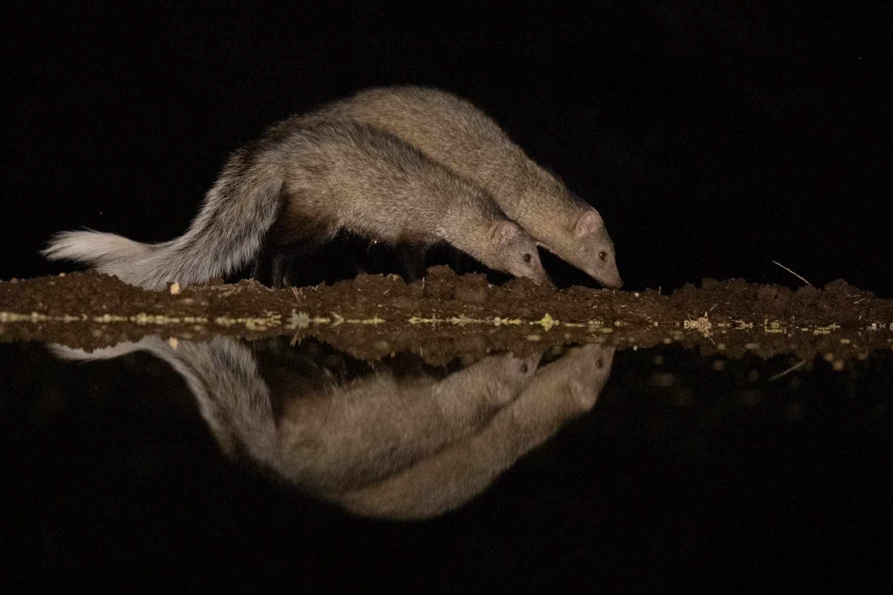 A White-tailed Mongoose with its youngster (image by Inger Vandyke)