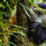 'How long can I hide behind here, before she sees me?' A Golden Monkey appears to be taking sneaky looks from behind a tree trunk, while foraging for leaves and berries (image by Virginia Wilde)
