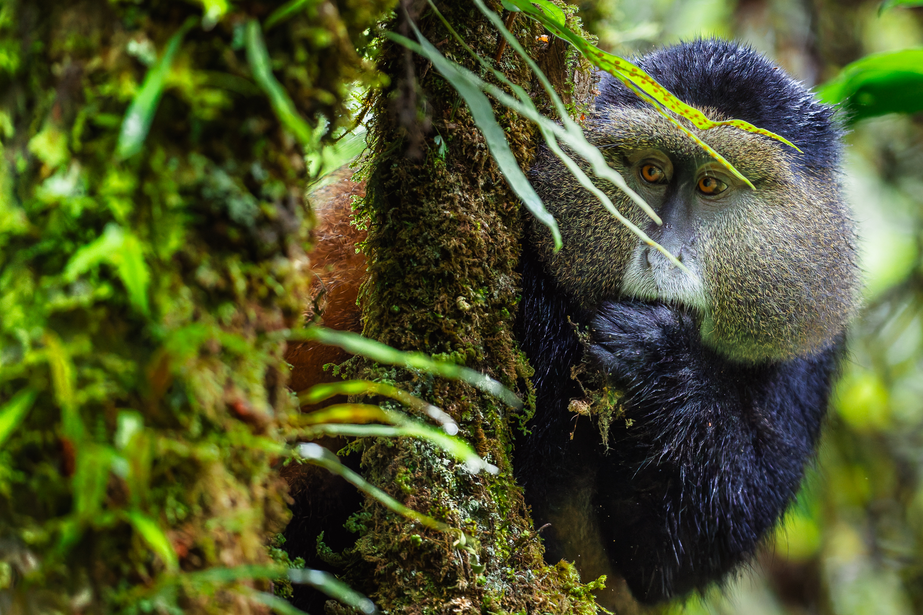 'How long can I hide behind here, before she sees me?' A Golden Monkey appears to be taking sneaky looks from behind a tree trunk, while foraging for leaves and berries (image by Virginia Wilde)
