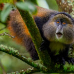A wide-eyed Golden Monkey gazes open-mouthed at the antics of fellow troop members, as they manoeuvre through the trees in Uganda's Mgahinga Gorilla National Park (image by Virginia Wilde)